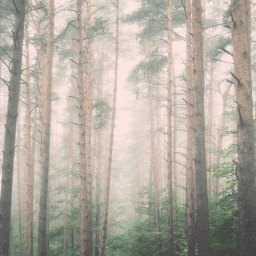 Woodland Manitou: To Be on Earth