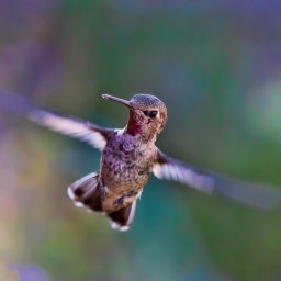 Encounters With Hummingbirds