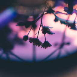 That Wild Family of Things