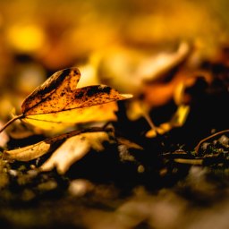 The sweet darkness of a new season