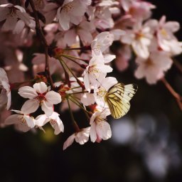 Earth Day in a New Story