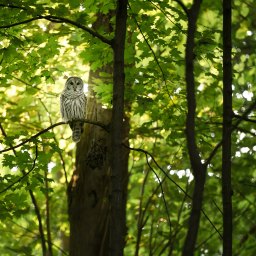 Wild Love for the World