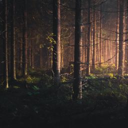 Why I Walk in the Woods