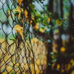 Flowers Climbing Fences