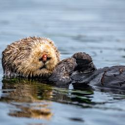 A Tale of Three Otters