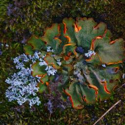 Lessons from Lichen