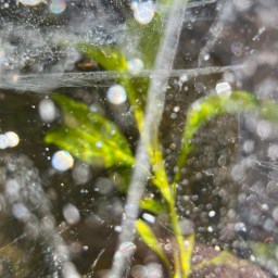 Keeping Wonder Alive